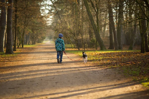 10-11 年秋公園に犬の散歩の少年. — ストック写真