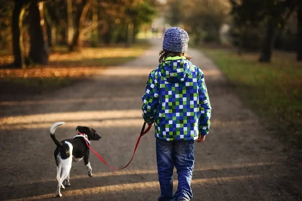 Pojke 10-11 år gå ut med hunden i höst Park. — Stockfoto