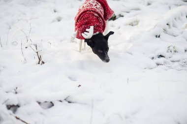 Sevimli köpek ile bir takım elbise bir Ren geyiği snowdrifts kış parkta çalışır.
