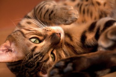 Oldukça iç Bengal kedi yalan yere