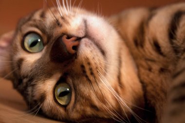 Oldukça iç Bengal kedi yalan yere