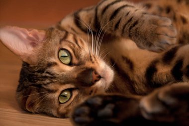 Oldukça iç Bengal kedi yalan yere