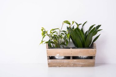 Ahşap kutusunda ev yeşil bitkiler