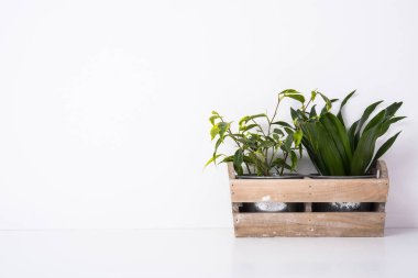 Ahşap kutusunda ev yeşil bitkiler