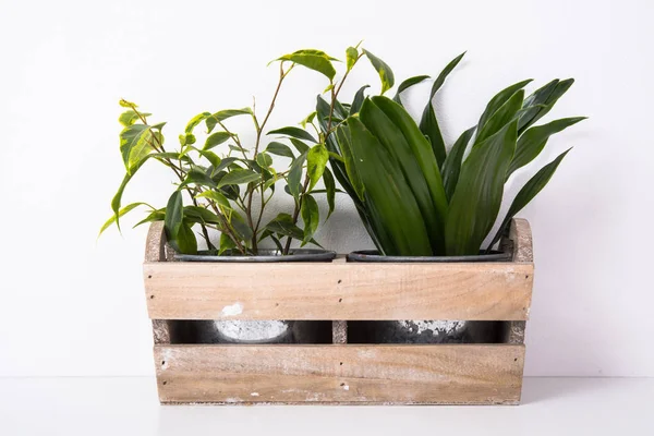 Inicio Plantas verdes en caja de madera — Foto de Stock