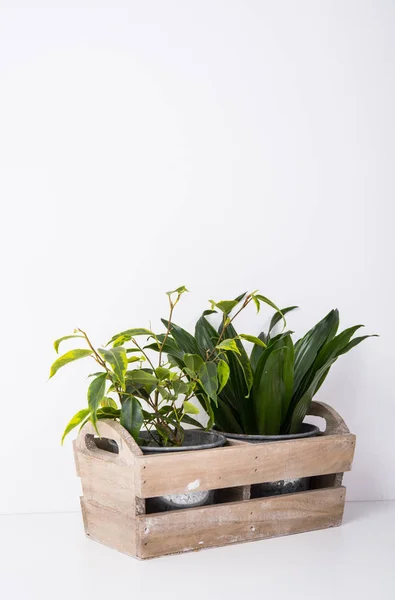 Домашні зелені рослини в дерев'яній коробці — стокове фото