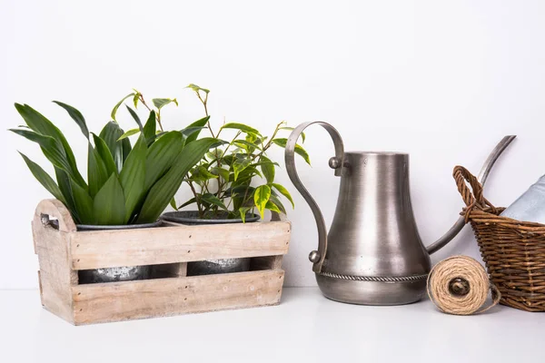 Huis groene planten in houten kist — Stockfoto