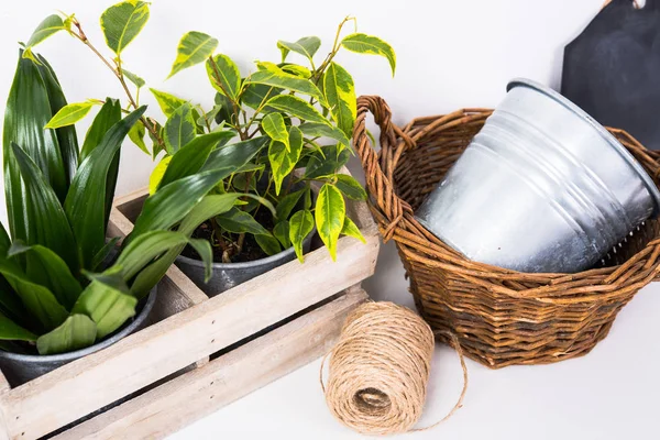 Inicio Plantas verdes en caja de madera — Foto de Stock