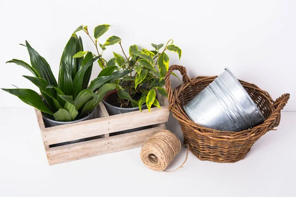 Inicio Plantas verdes en caja de madera —  Fotos de Stock