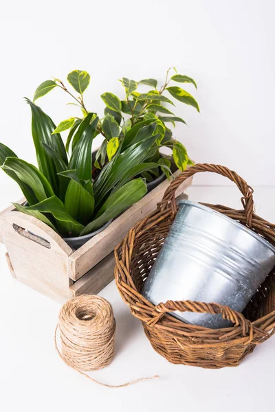 Accueil plantes vertes dans une boîte en bois — Photo