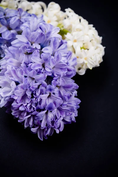 Paarse en witte hyacinten bloemen op zwarte achtergrond — Stockfoto