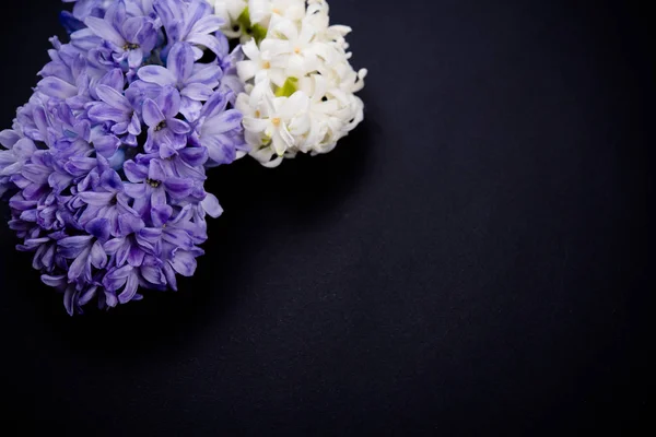 Paarse en witte hyacinten bloemen op zwarte achtergrond — Stockfoto