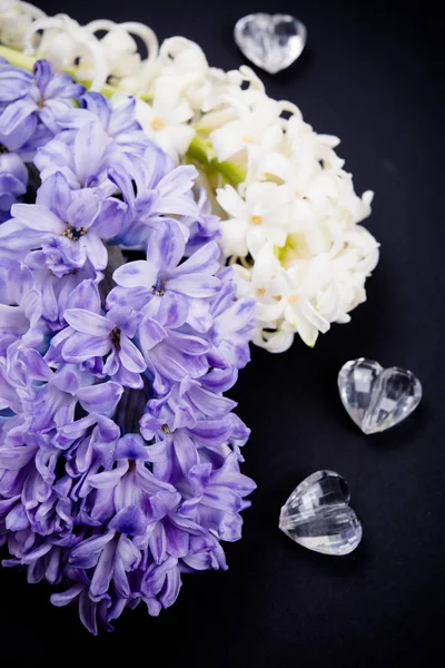 Purple and white hyacinth flowers on black background — Stock Photo, Image