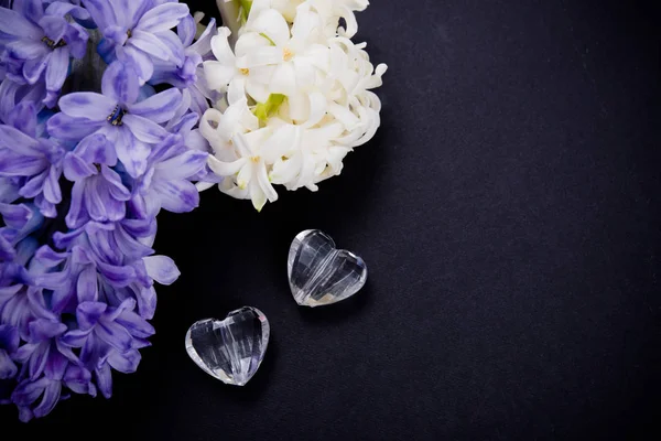 Flores de jacinto roxo e branco sobre fundo preto — Fotografia de Stock