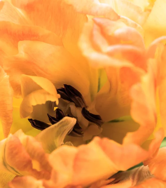 オレンジ色のチューリップの花びらのマクロ撮影 — ストック写真