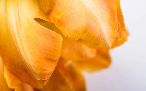 Naranja tulipán pétalos macro disparo —  Fotos de Stock