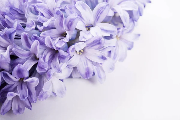 Flores de jacinto púrpura — Foto de Stock