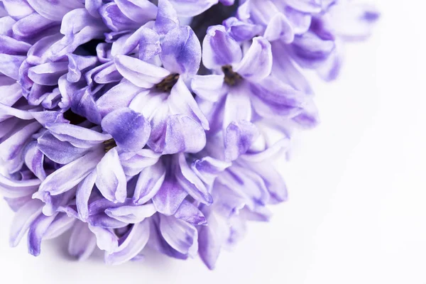 Flores de jacinto roxo — Fotografia de Stock