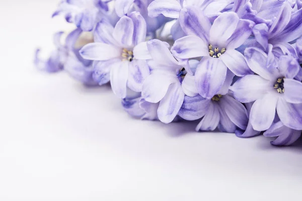 Purple hyacinth flowers — Stock Photo, Image
