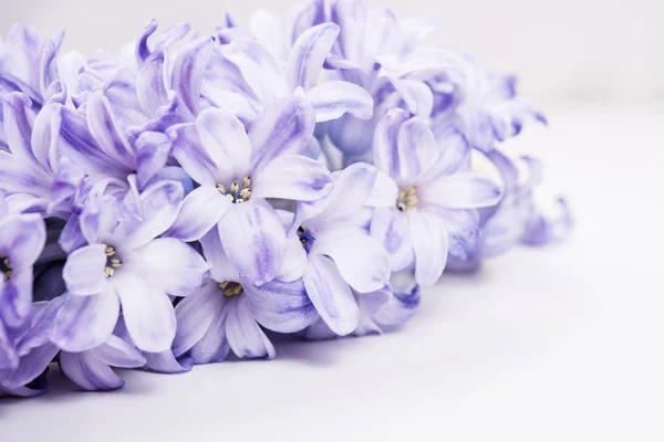 stock image Purple hyacinth flowers