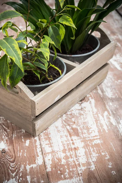 Plantas de jardim casa verde em caixa de madeira — Fotografia de Stock