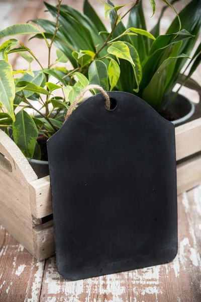 木製の箱で緑家の庭の植物 — ストック写真