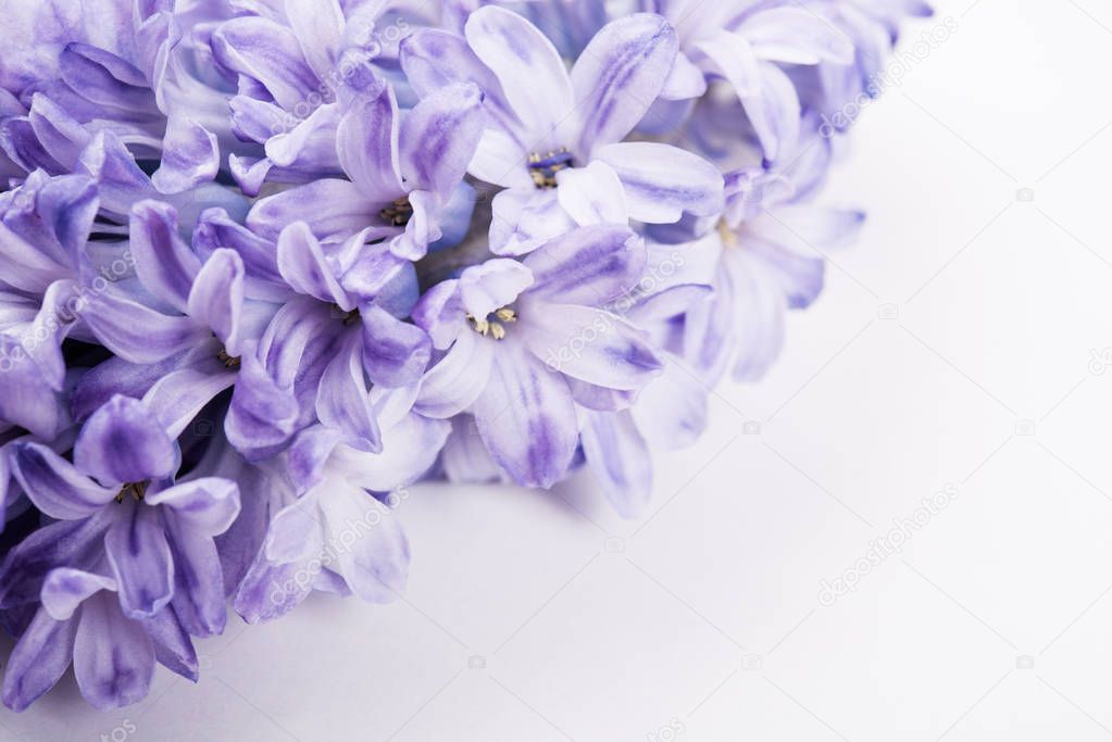 Purple hyacinth flowers