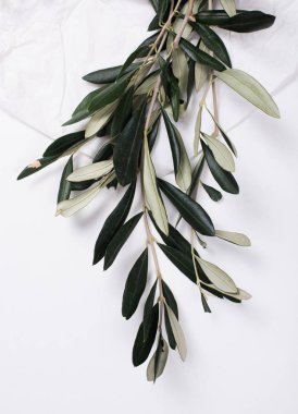 Zeytin dalı beyaz masa üzerinde