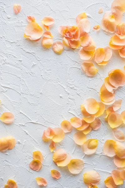Rose petals on white textured background — Stock Photo, Image
