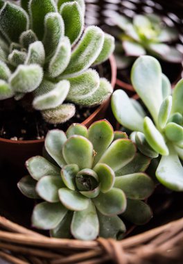 Sera bitki saksı, succulents sepet içinde