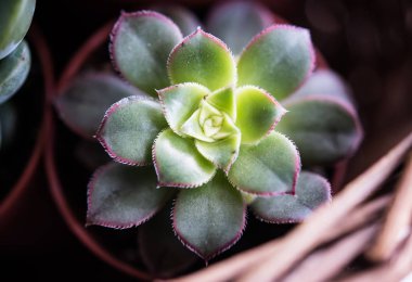 Sera bitki saksı, succulents sepet içinde