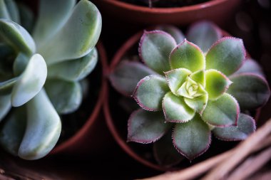 Sera bitki saksı, succulents sepet içinde