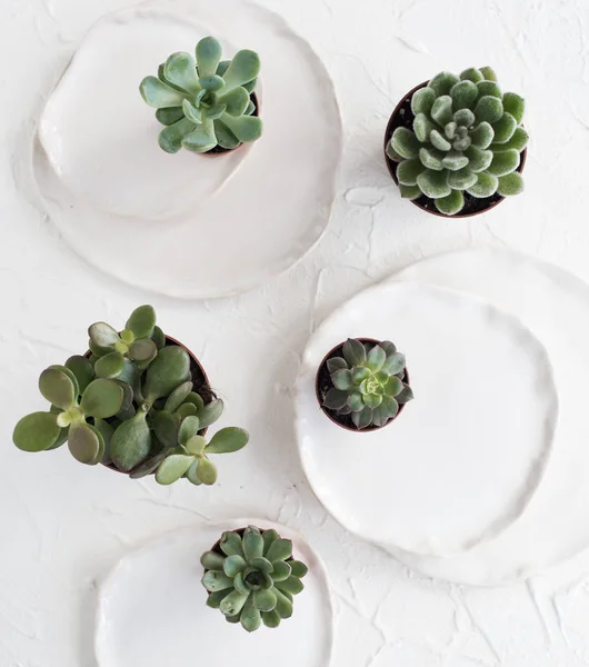 Minimalistisches Stillleben mit Keramiktellern und grünen Sukkulenten — Stockfoto