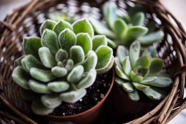 Plantas de casa verde envasadas, suculentas em uma cesta — Fotografia de Stock