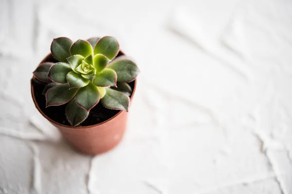 Groene kamerplanten ingegoten, succulentson witte achtergrond — Stockfoto