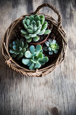 Sera bitki saksı, succulents sepet içinde