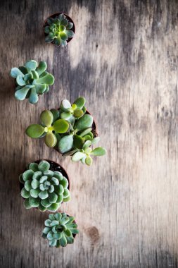 Sera bitki saksı, succulents sepet içinde
