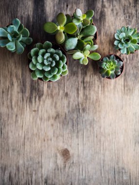 Sera bitki saksı, succulents sepet içinde
