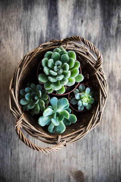 Plantas de casa verde envasadas, suculentas em uma cesta — Fotografia de Stock