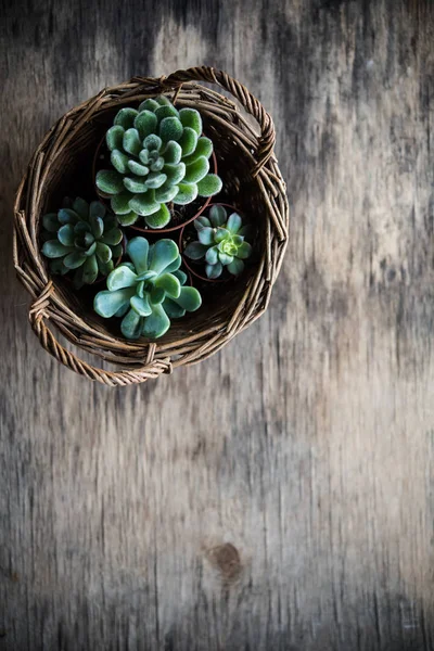 Plantas de invernadero en maceta, suculentas en una canasta — Foto de Stock