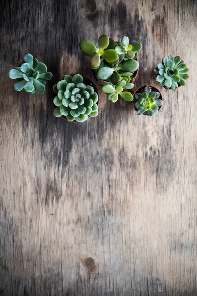 Green house plants potted, succulents in a basket — Stock Photo, Image