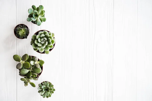 Le piante domestiche verdi in vaso, succulentson pulito dorso in legno bianco — Foto Stock