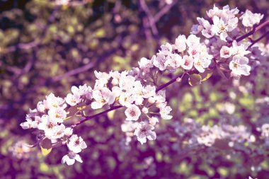 Şu yeni gelişen bir ağaç bahar dalı