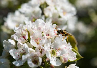 Şu yeni gelişen bir ağaç bahar dalı