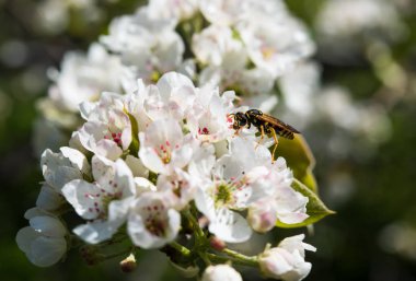 Şu yeni gelişen bir ağaç bahar dalı