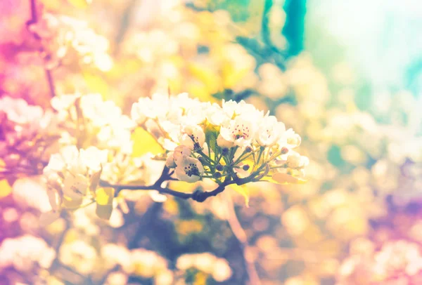 Rama de un árbol de primavera floreciente —  Fotos de Stock