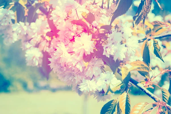 Branch of a blossoming spring tree — Stock Photo, Image
