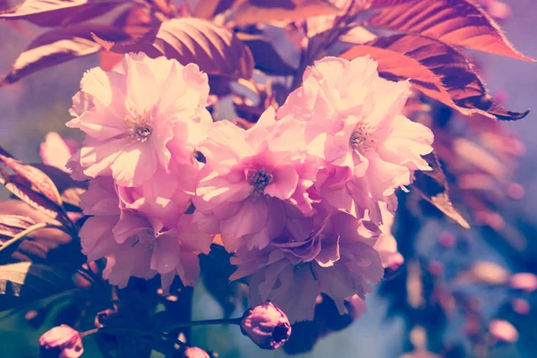 Rama de un árbol de primavera floreciente —  Fotos de Stock