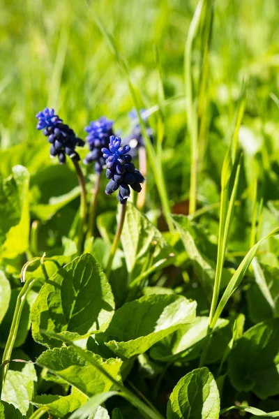 Florecientes flores de primavera de muscari —  Fotos de Stock