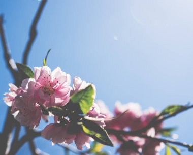 Şu yeni gelişen bir ağaç bahar dalı